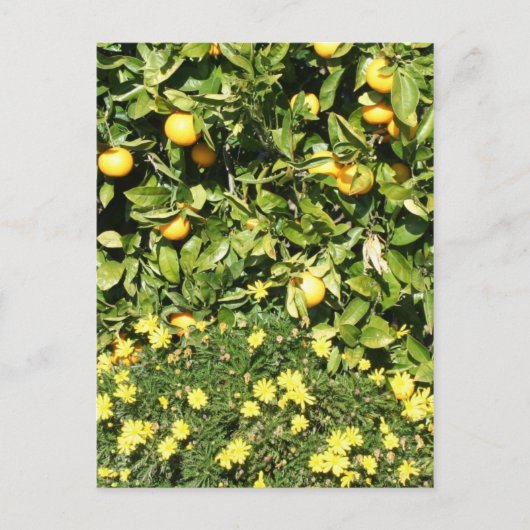 Citrus und Euryops Postcard Postkarte (Vorderseite)