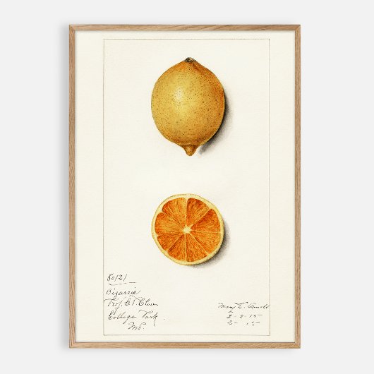Citrus Vintage Aquarellfarbe Poster