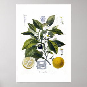Citrus vulgaris (Orange) Poster