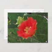 City Cactus 3 Postcard Postkarte (Vorne/Hinten)