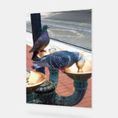 City Fountain Pigeons  Acrylschild (Winkel)