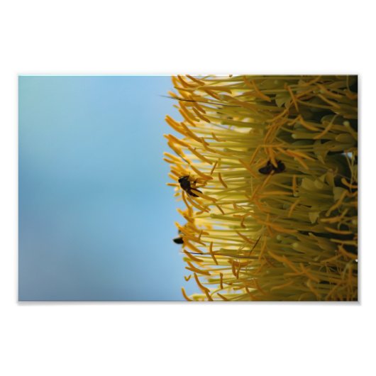 City Terrace Fotodruck (Vorne)