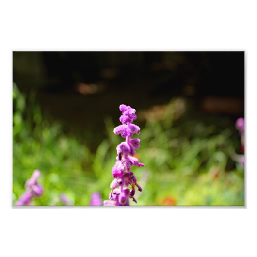 City Terrace Fotodruck (Vorne)