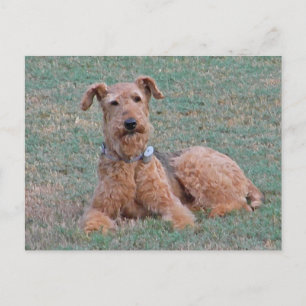 CJ - Airedale Terrier Postcard Postkarte