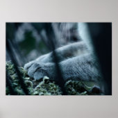 Clad in Velvet Poster (Vorne)