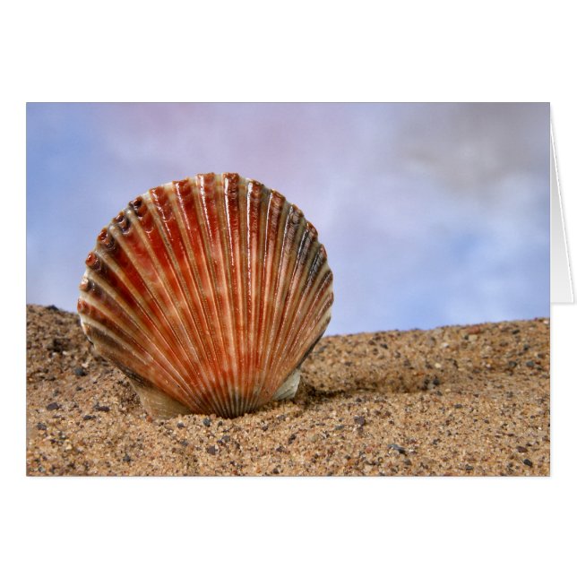 Clam Muschel (Vorderseite (Horizontal))