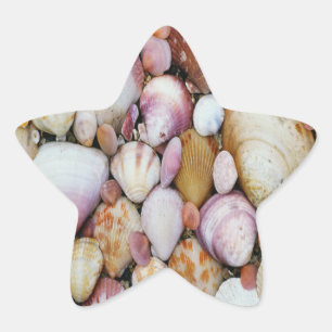 Clam Muschel Stern-Aufkleber