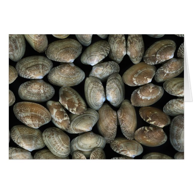 Clam Muscheln (Vorderseite (Horizontal))