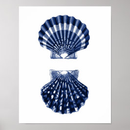 Clam Muscheln Navy Beach Deco Poster