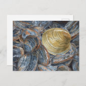 Clams and Quahog Art Postcard Postkarte (Vorne/Hinten)