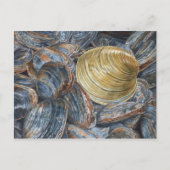 Clams and Quahog Art Postcard Postkarte (Vorderseite)