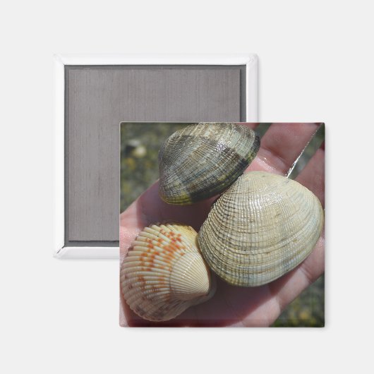 Clams und Cockle Magnet (Vorderseite/Rückseite)