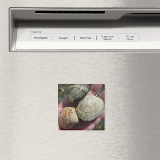 Clams und Cockle Magnet (In Situ (Geschirrspüler))