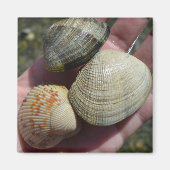 Clams und Cockle Magnet (Vorne)