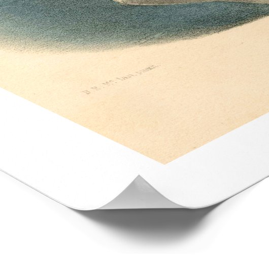 Clan Ross Poster (Ecke)