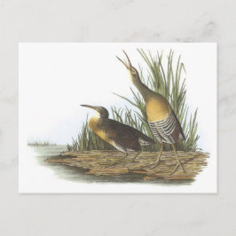 Clapper Rail von Audubon Postkarte