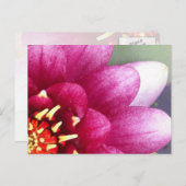 Claret Cfarbige Water Lily Postkarte (Vorne/Hinten)