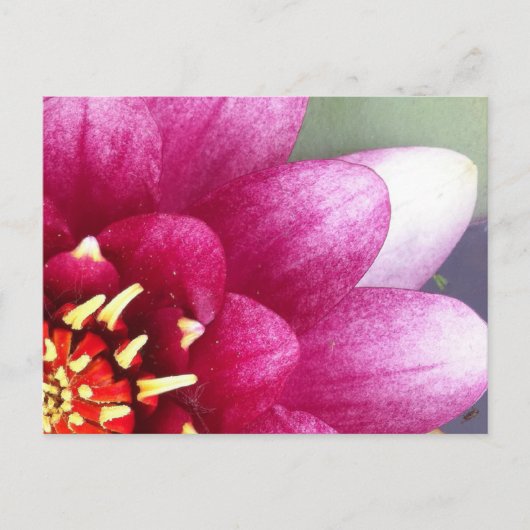 Claret Cfarbige Water Lily Postkarte (Vorderseite)