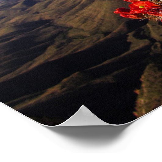 Claret Cup Cacti - Big Bend, Texas Poster (Ecke)