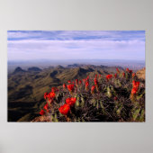 Claret Cup Cacti - Big Bend, Texas Poster (Vorne)