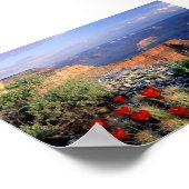 Claret Cup Cactus, Arizona Poster (Ecke)