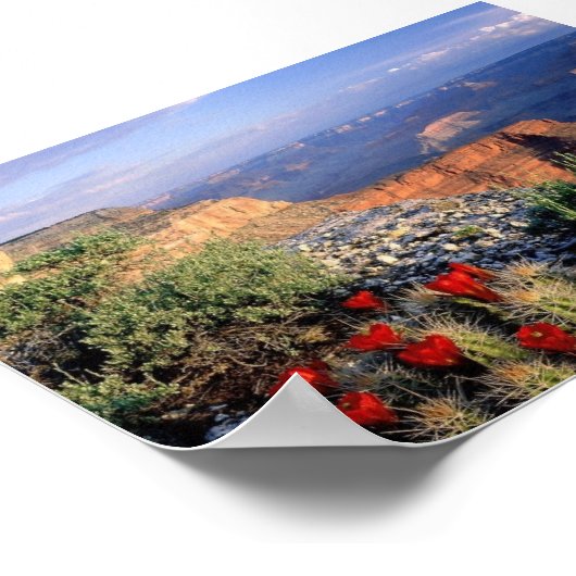 Claret Cup Cactus, Arizona Poster (Ecke)