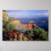 Claret Cup Cactus, Arizona Poster (Vorne)