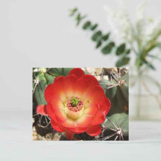 Claret Cup Cactus Blossom Postkarte (Stehend Vorderseite)