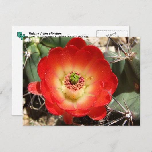 Claret Cup Cactus Blossom Postkarte (Vorne/Hinten)