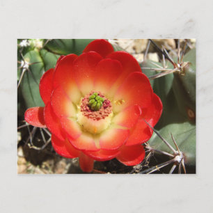 Claret Cup Cactus Blossom Postkarte