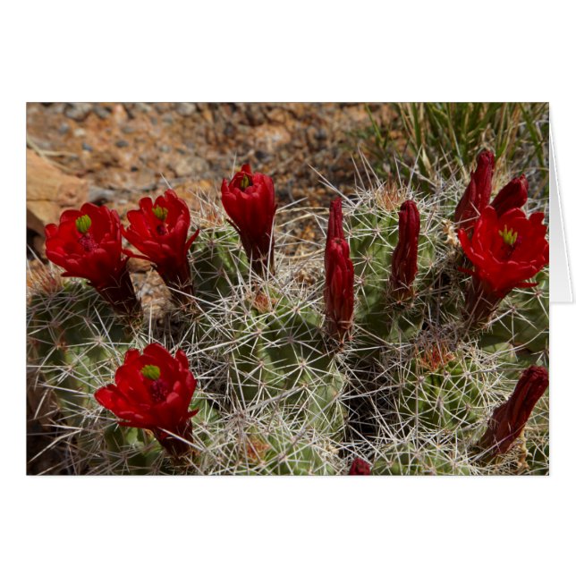Claret Cup cactus Blume 2 (Vorderseite (Horizontal))