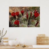 Claret Cup cactus Blume 2 Poster (Küche)