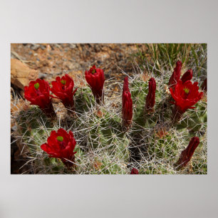 Claret Cup cactus Blume 2 Poster