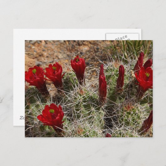 Claret Cup cactus Blume 2 Postkarte (Vorne/Hinten)