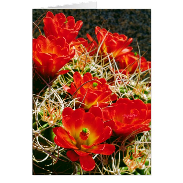 Claret Cup Cactus Wildblumen (Vorne)