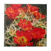 Claret Cup Cactus Wildblumen Fliese (Vorderseite)