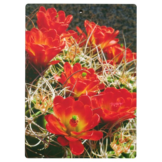 Claret Cup Cactus Wildblumen Klemmbrett (Rückseite)