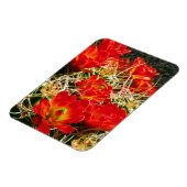 Claret Cup Cactus Wildblumen Magnet (Linke Seite)