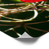 Claret Cup Cactus Wildblumen Poster (Ecke)