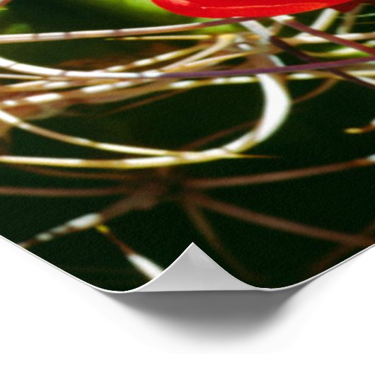 Claret Cup Cactus Wildblumen Poster (Ecke)