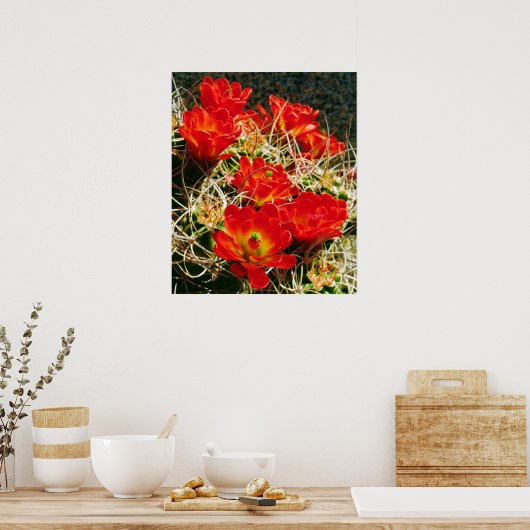 Claret Cup Cactus Wildblumen Poster (Küche)