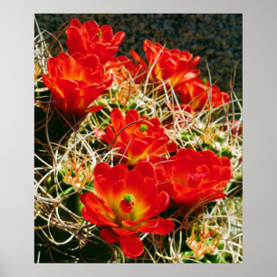 Claret Cup Cactus Wildblumen Poster