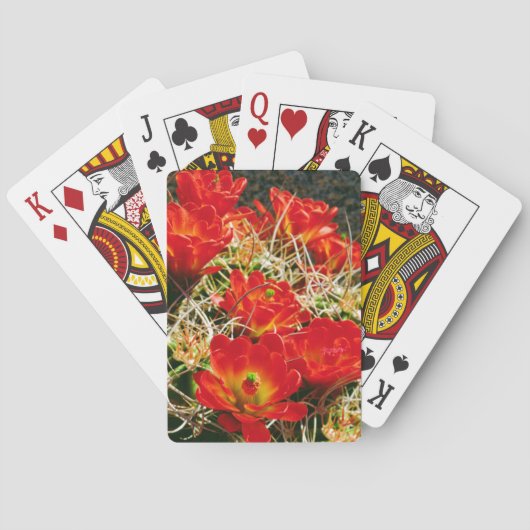 Claret Cup Cactus Wildblumen Spielkarten (Rückseite)