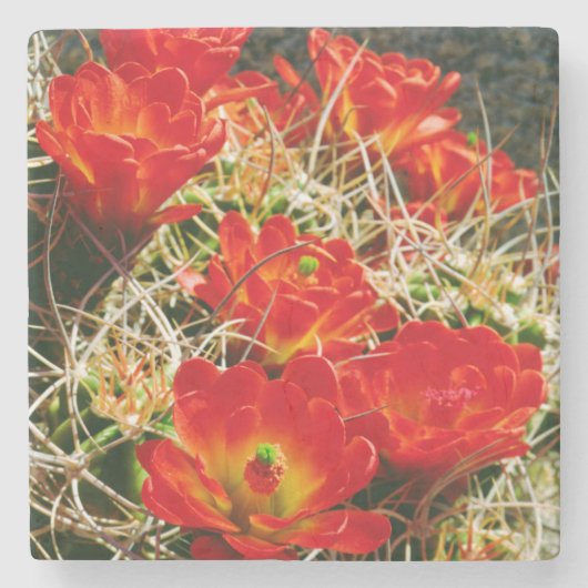 Claret Cup Cactus Wildblumen Steinuntersetzer (Vorderseite)