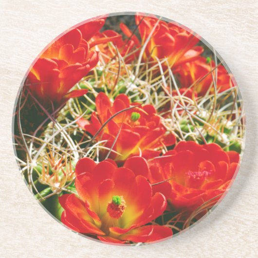 Claret Cup Cactus Wildblumen Untersetzer (Vorne)