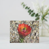 Claret Cup Igel Cactus Bloom Postkarte (Stehend Vorderseite)