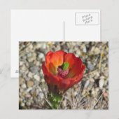 Claret Cup Igel Cactus Bloom Postkarte (Vorne/Hinten)
