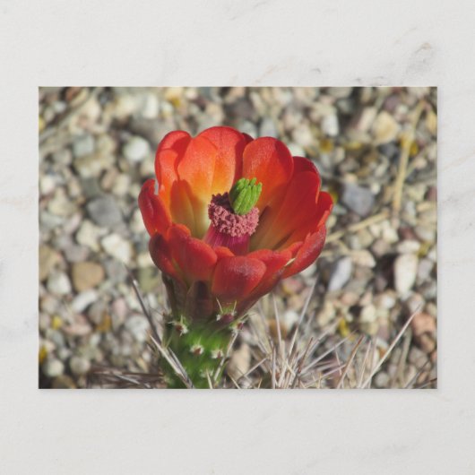 Claret Cup Igel Cactus Bloom Postkarte (Vorderseite)