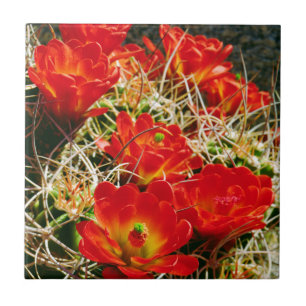 Claret Cup Kaktus Wildblumen Fliese