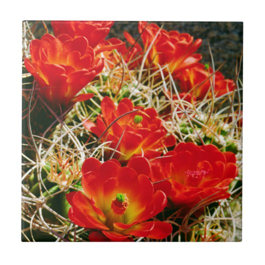 Claret Cup Kaktus Wildblumen Fliese (Vorderseite)